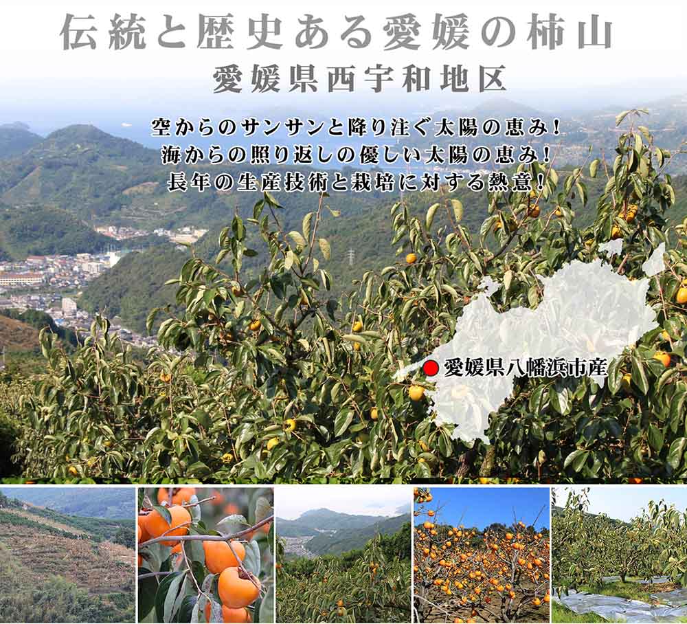 愛媛県産 富士柿（ふじがき）
