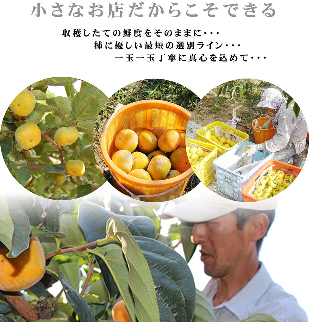 愛媛県産 刀根柿（とねかき）
